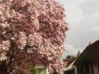 Cherry blossom season in a village!