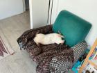 Piccolino taking a nap