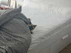 Piccolino hiding under the blankets 