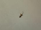 The lizard on our ceiling! 
