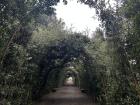A walkway of vines in the Boboli Garden!
