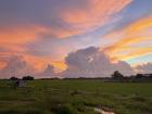 My backyard rice field at sunset