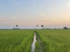 Backyard rice field at dusk