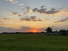 Sunset and rice field 