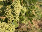 Grape harvest and wine making is a traditional part of the Rosoman agricultural sector