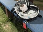 A cute cat that climbed into my bag