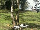 One of the many cats on the island