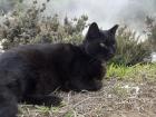 Another sweet island cat!