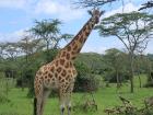 A giraffe stands tall as it watches humans pass by