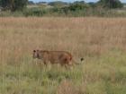 A lioness searches for prey in the grasslands