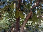 There are some jackfruits hanging at Mary Patience’s house