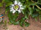Soon there will be passion fruit to enjoy