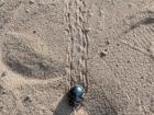 Dung beetles leave unique footprints in the soft sand