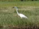 An egret living along the river's edge