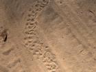 I often see trails of the footprints and know dung beetles have been busy here
