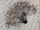 This male dung beetle is making a tunnel to put his next dung ball into