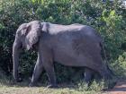 Elephants create a lot of dung from all the grass and leaves they eat