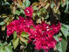 Bougainvillea is frequently blooming in pink, white or purple