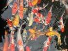 Koi in a pond in my community