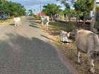 The most unpredictable moving objects on country roads... cows!