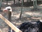 Ostrich sighting in the city of Siem Reap
