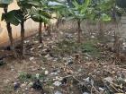 Behind my house there are a lot of banana trees that my landlord grows, unfortunately there is a lot of trash as well