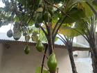 This is the avocado tree in front of my house