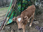 We built a house for our baby cow
