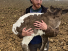 Me carrying a baby cow down the mountain