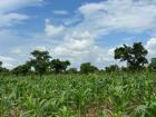 This is a corn farm field