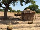 Roaming cow