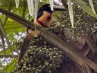 The Collared Aracari, a relative of the Toucan