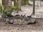 Pigs (or peccarys) taking a nap, they do not smell good! 