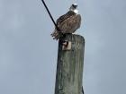 On Osprey, perched on a pole. These tend to be closer to the coast