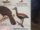 The black bellied whistling duck, which is shown in a separate photo
