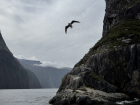 A seagull takes flight in the strong winds of the fjord 