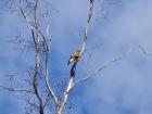 Perched in a tree, an eagle!