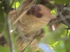 Two-toed Sloth