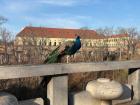 I saw this peacock at Prague Castle! A ton of tourists were trying to take selfies with him