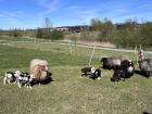 I visited an ecovillage with my class, we saw sheep there and many other animals