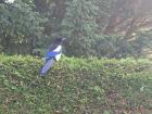 The magpie I spotted!