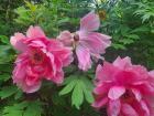 Three lovely Akashigata peonies