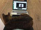 Little Lady sometimes sits on my lap while I do homework, which can be unhelpful