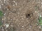 Black ants with red heads crawl out of their underground home