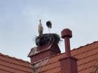 One stork is standing on one leg while the other looks up from the nest