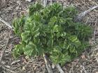 A wild green plant grows through dry leaves in the park