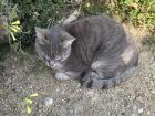 A cat in Gozo, Malta