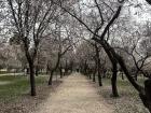 Blooming almond trees in Retiro Park