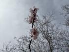 Up close photo of the almond tree blooms in Retiro Park
