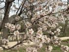 White blooms of the almond trees in Retiro Park